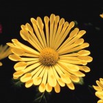 Centering